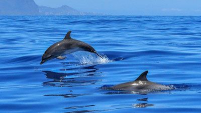 Swim with the dolphins.