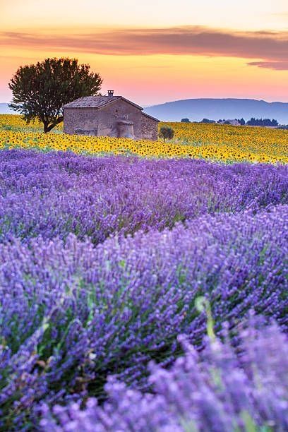 Lavender fields, Provence