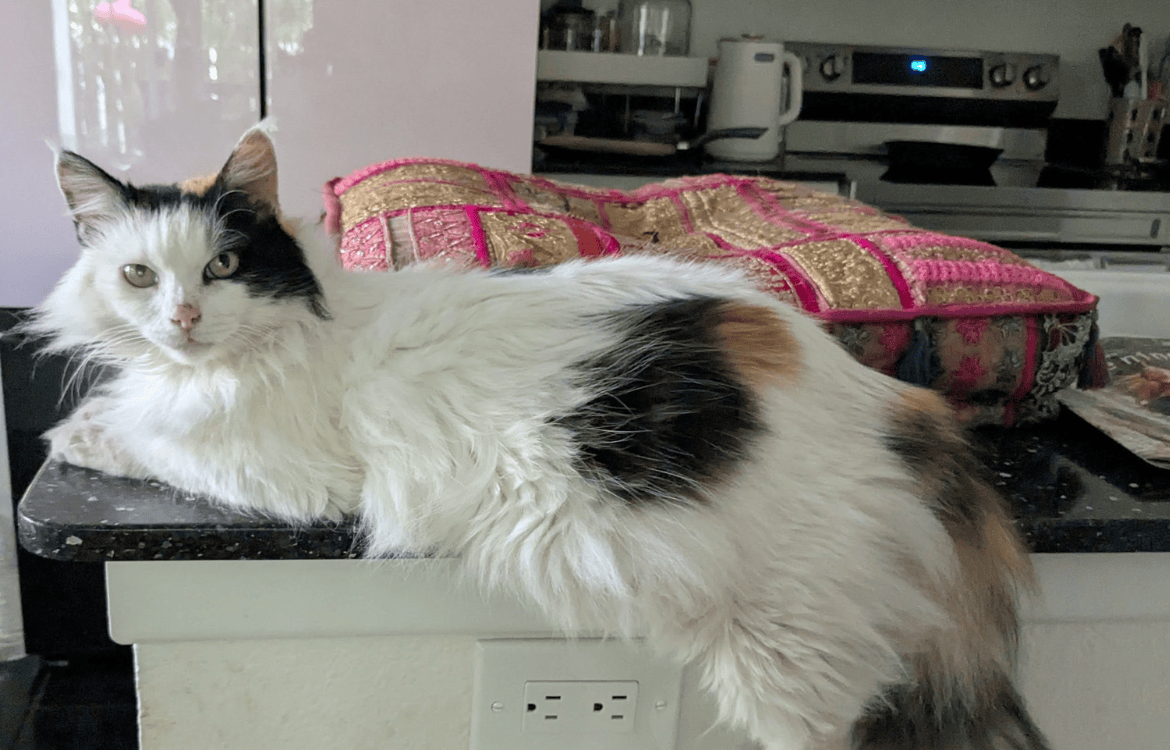 my cat Sweet Pea