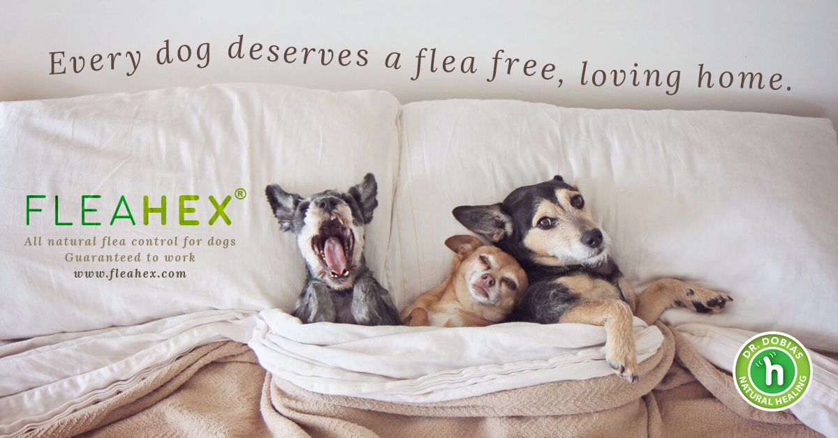 Do dogs make people happy? - dogs photo ad about fleahex