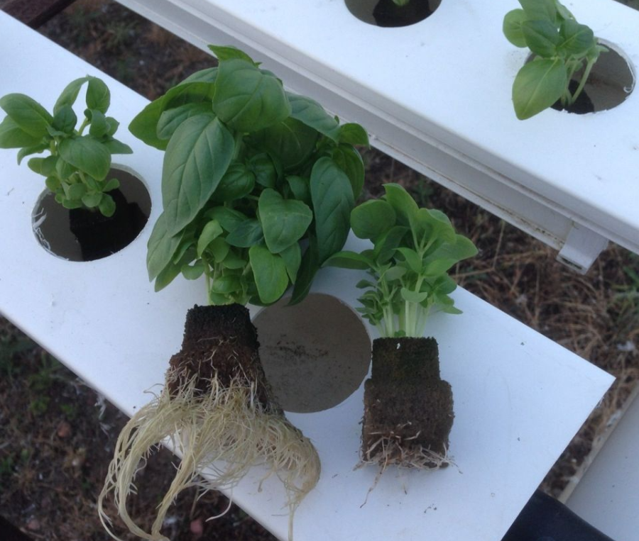 Plants grown using grow cubes
