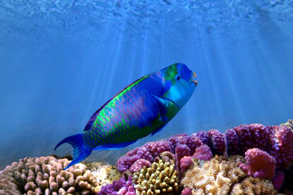 test