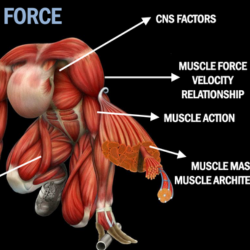 Force Plate & Neuromuscular Assessment