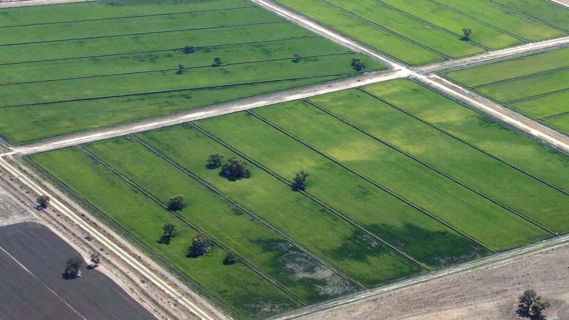 Rice Extension - Water Productivity Grower Survey