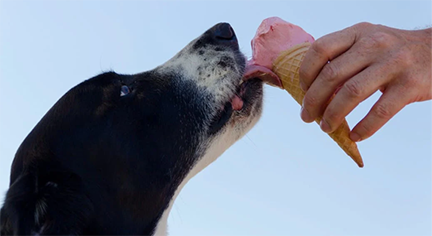 A dog licking a cone of ice cream