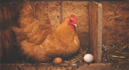 A hen laying eggs, one brown and one white