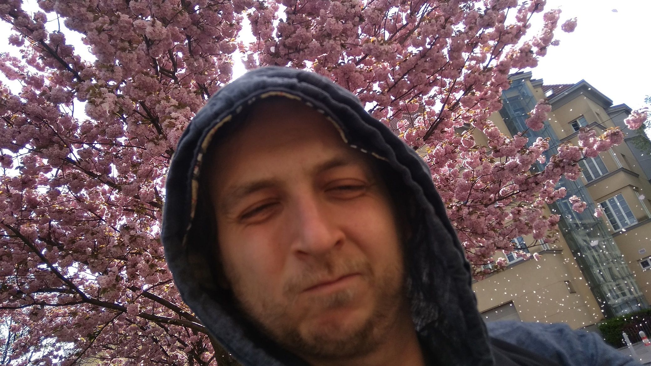 Bearded guy with a black hoodie with a bloomed sakura tree in the background