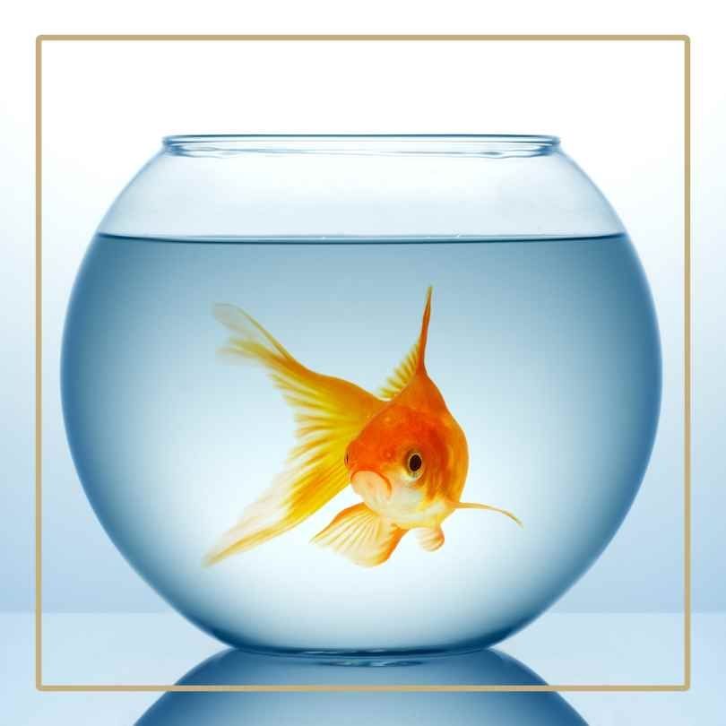 A single goldfish swimming in a round bowl on a white and blue background