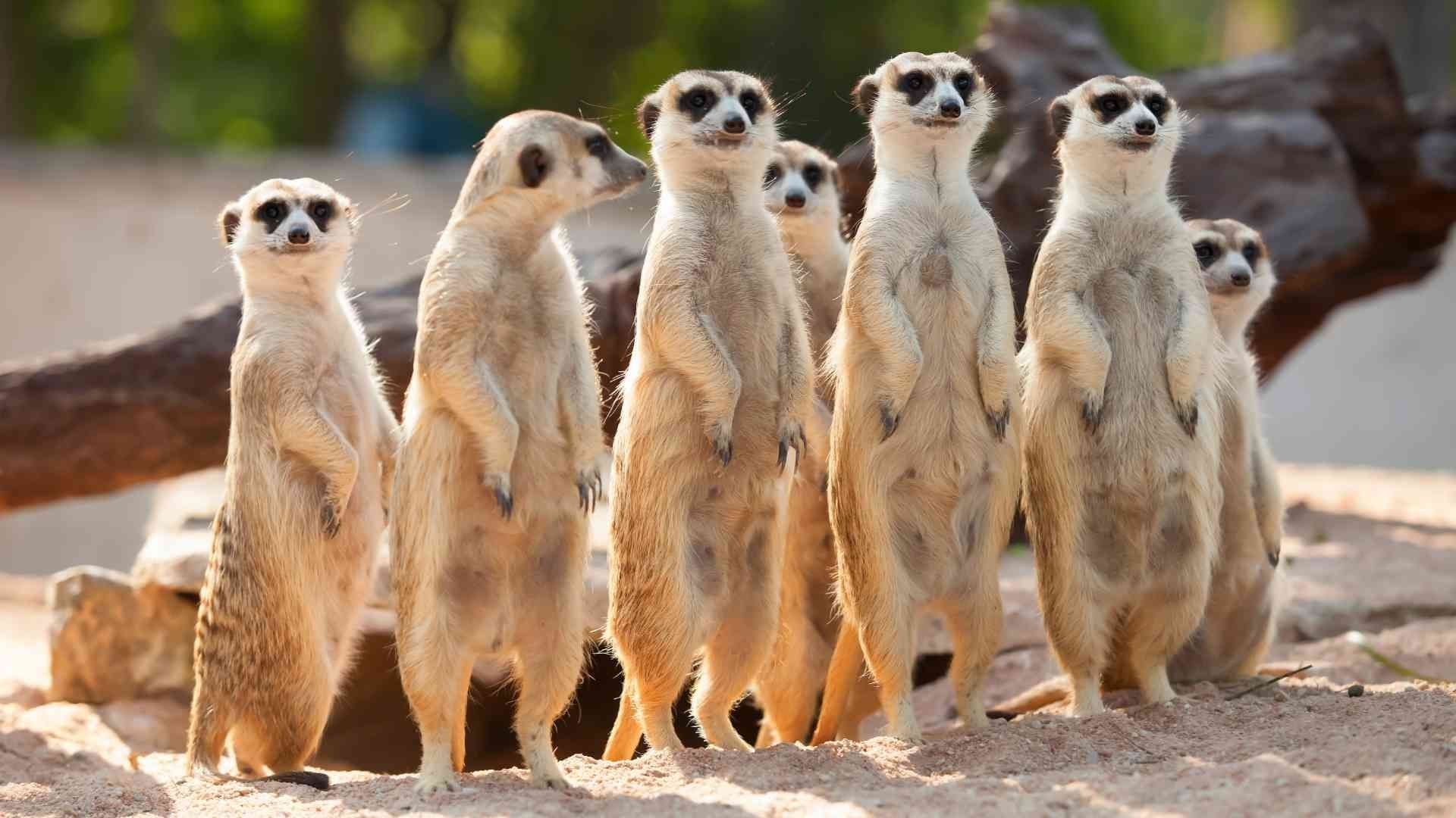 My LifeJars Protectors MeerKats standing in a row