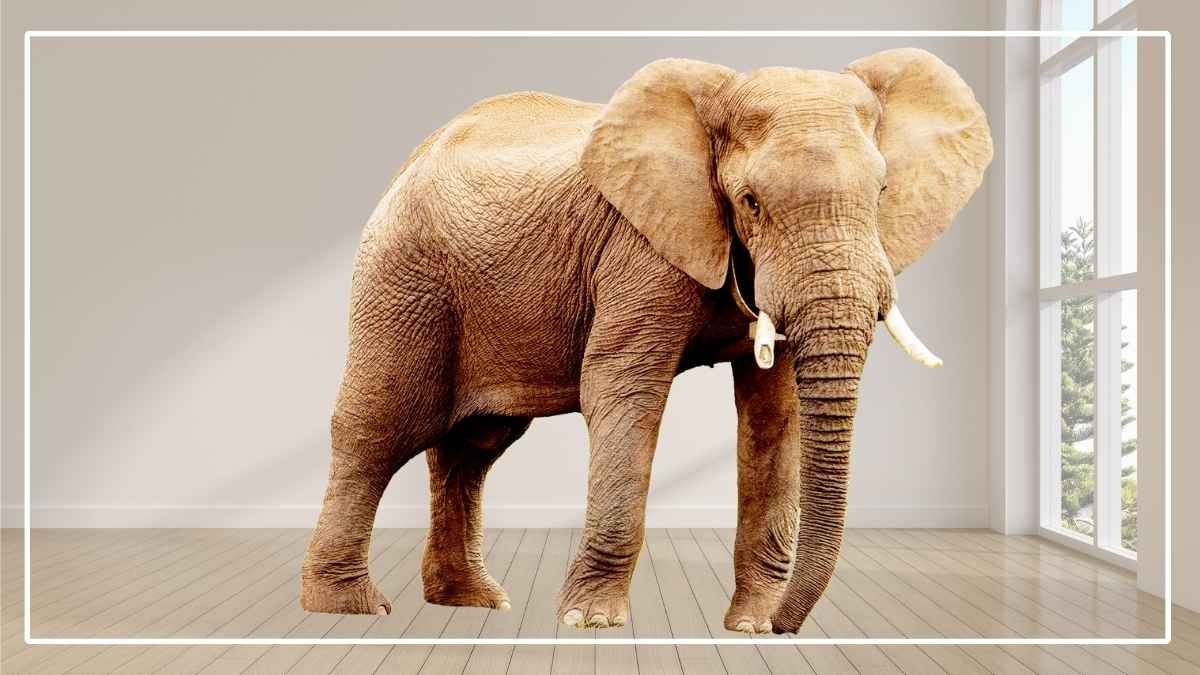 African elephant in a white room with a window on the right hand side.