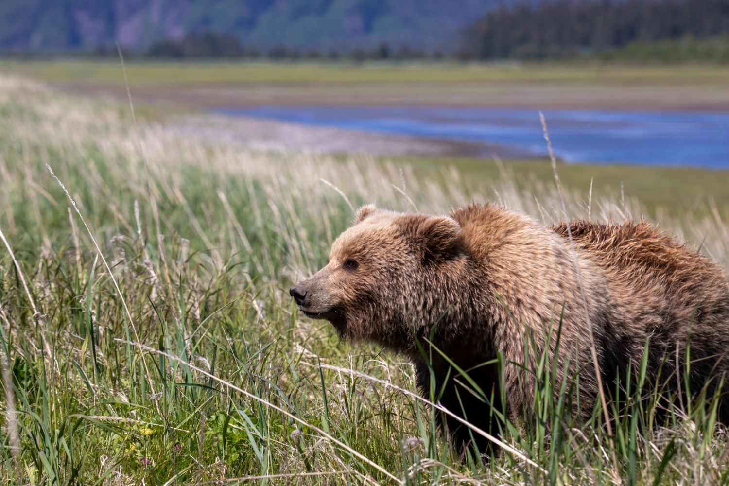 Trip Report: Brown Bears of Alaska: Lake Clark – June 2021