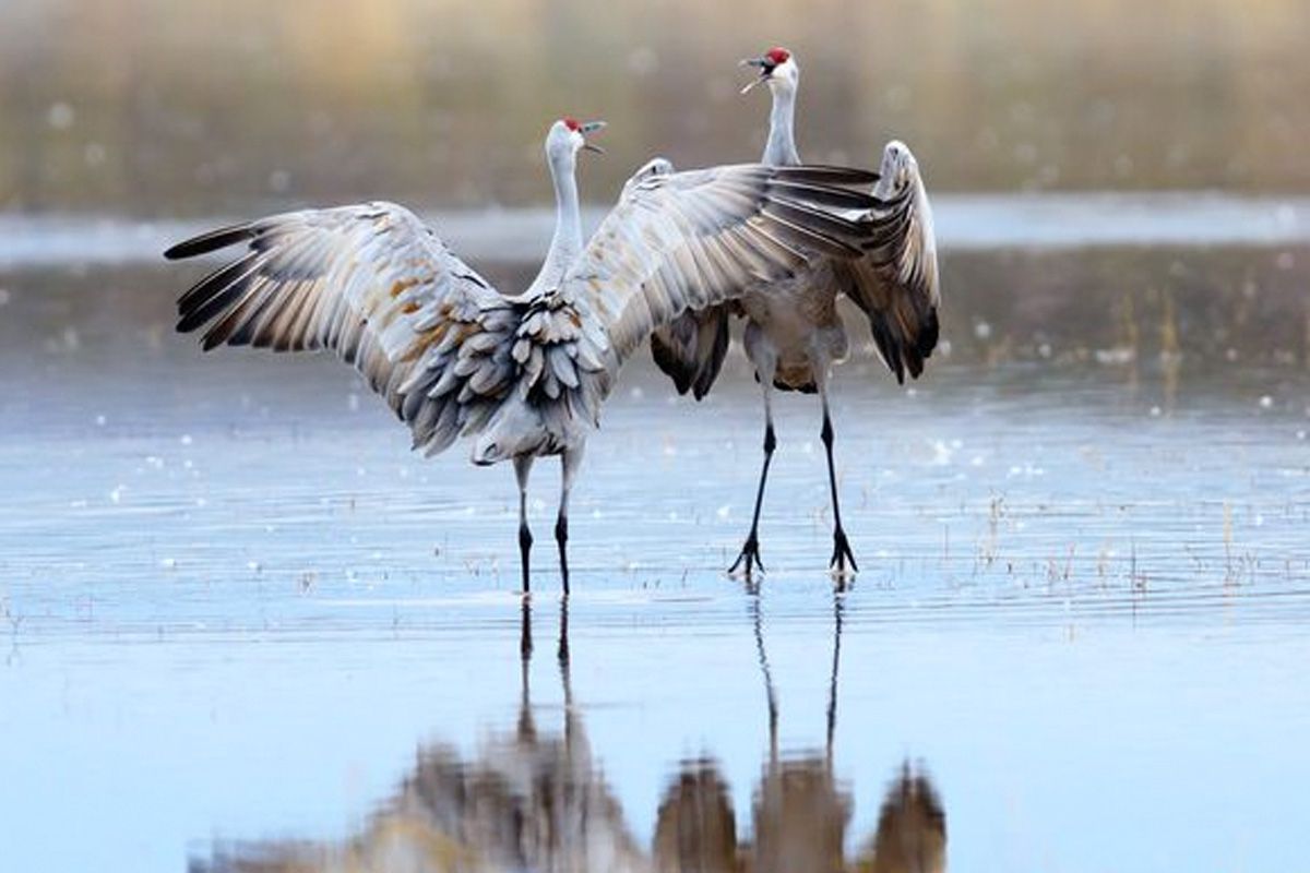 PHOTOS: Sandhill cranes swoop back to Panama Flats - Greater