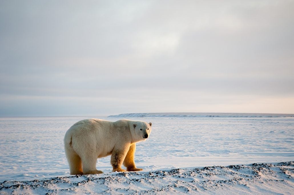 Our Vanishing Polar Bears