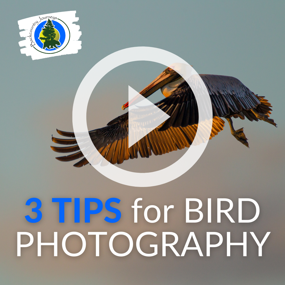 3 Tips For Bird Photography