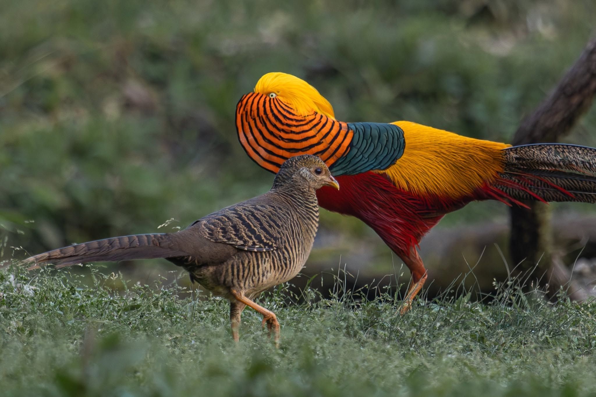 China wildlife photography safari