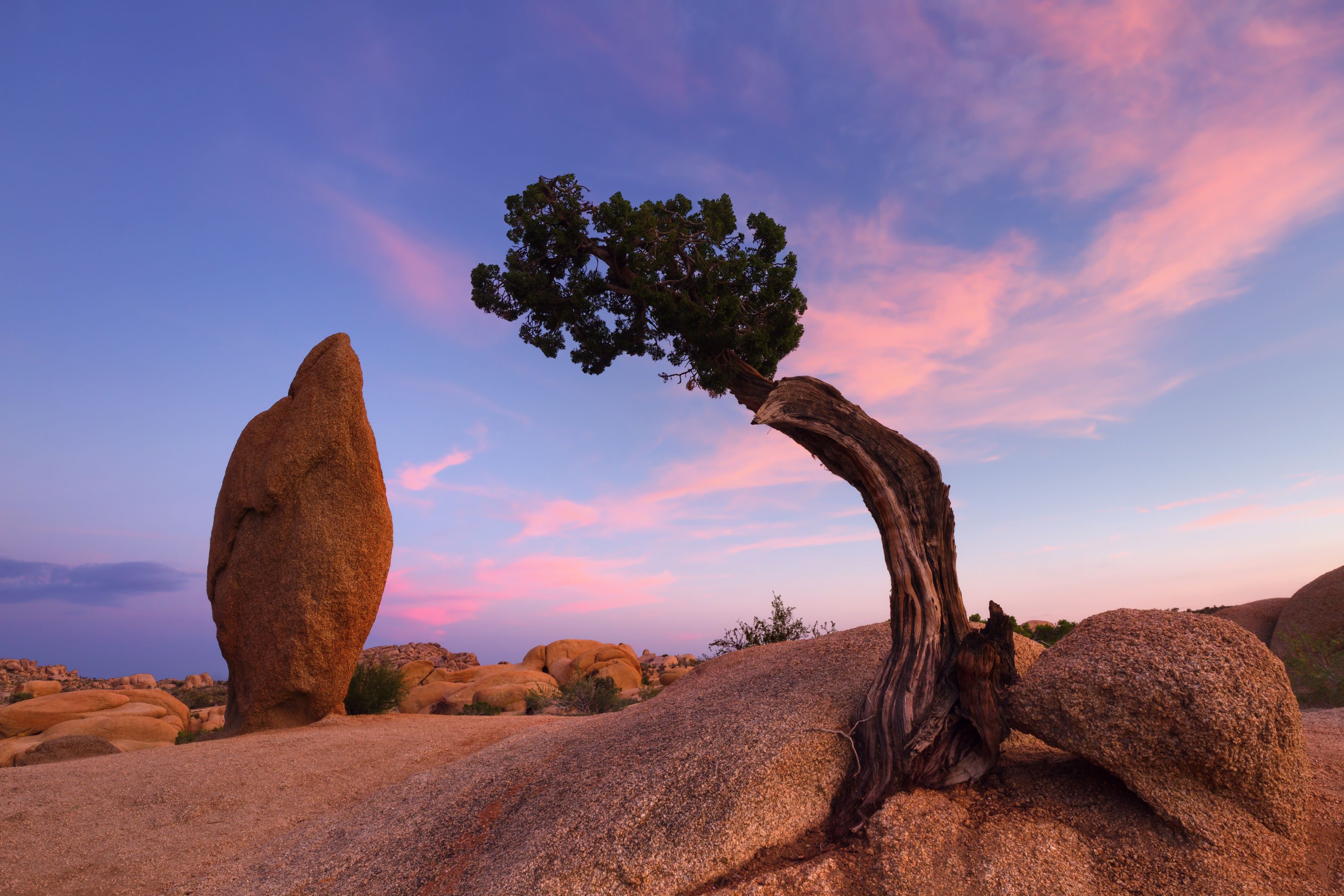 Winter Desertscapes: Death Valley & Joshua Tree - Backcountry Journeys ...