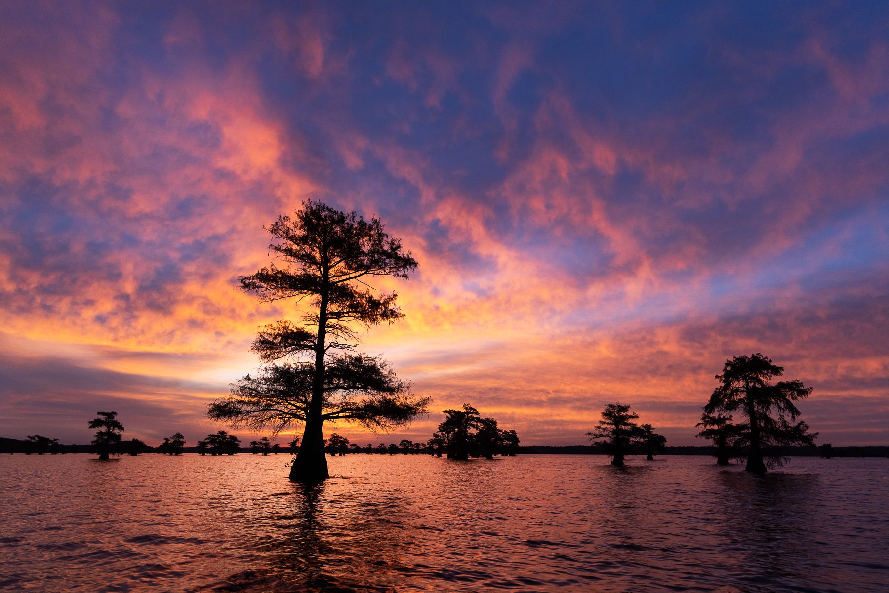 Capture the Mystical Beauty of Caddo Lake with an All-Inclusive ...