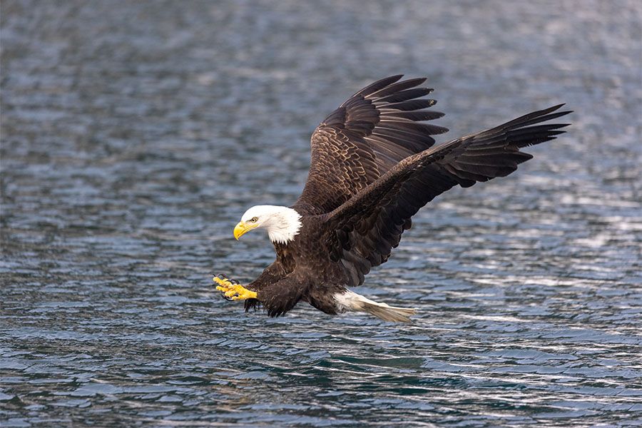 Bald Eagles of Alaska - Backcountry Journeys - Trip Page