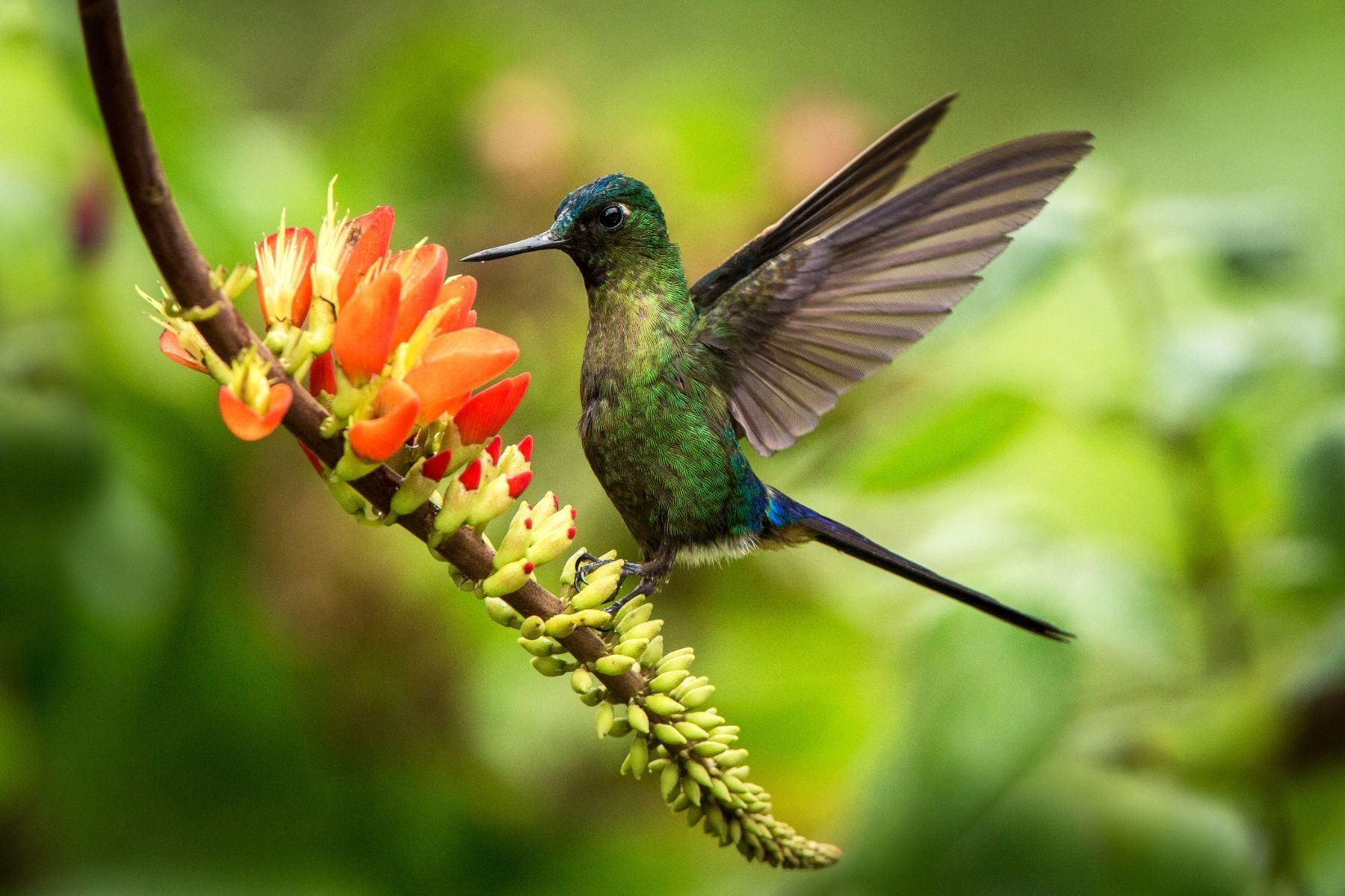 Ecuador: Birds of Paradise Photo Workshop