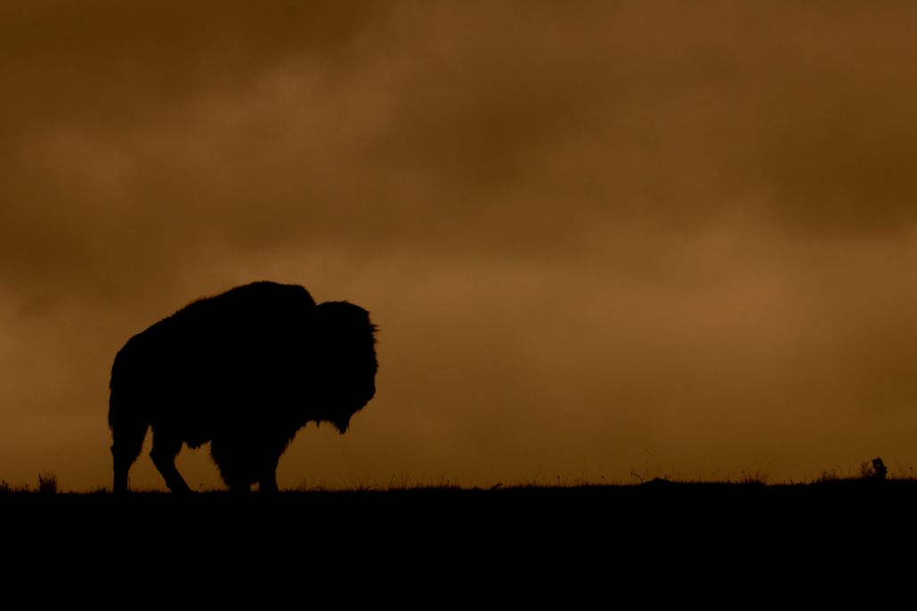 Trip Report Yellowstone Wildlife Safari May 2021