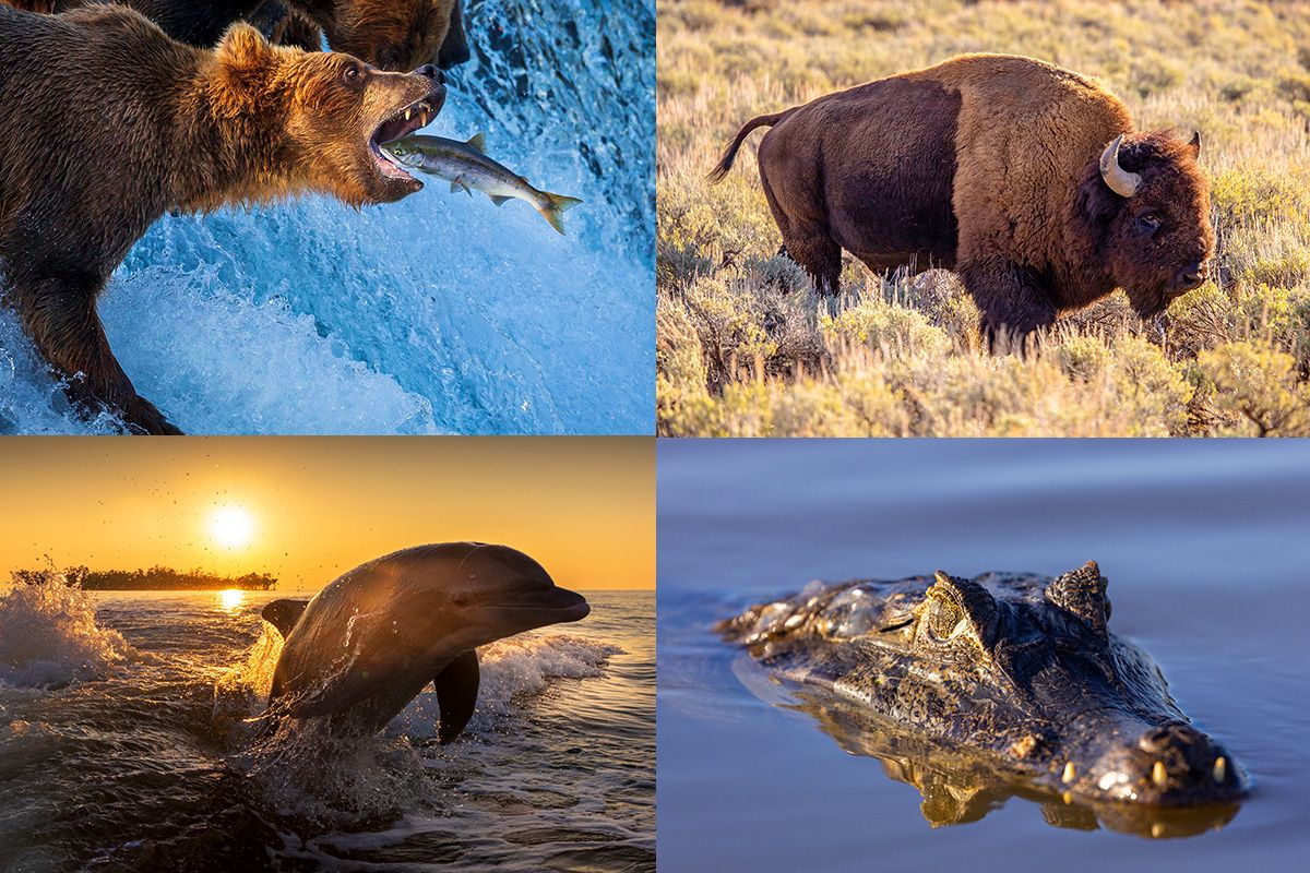 Parks Wildlife