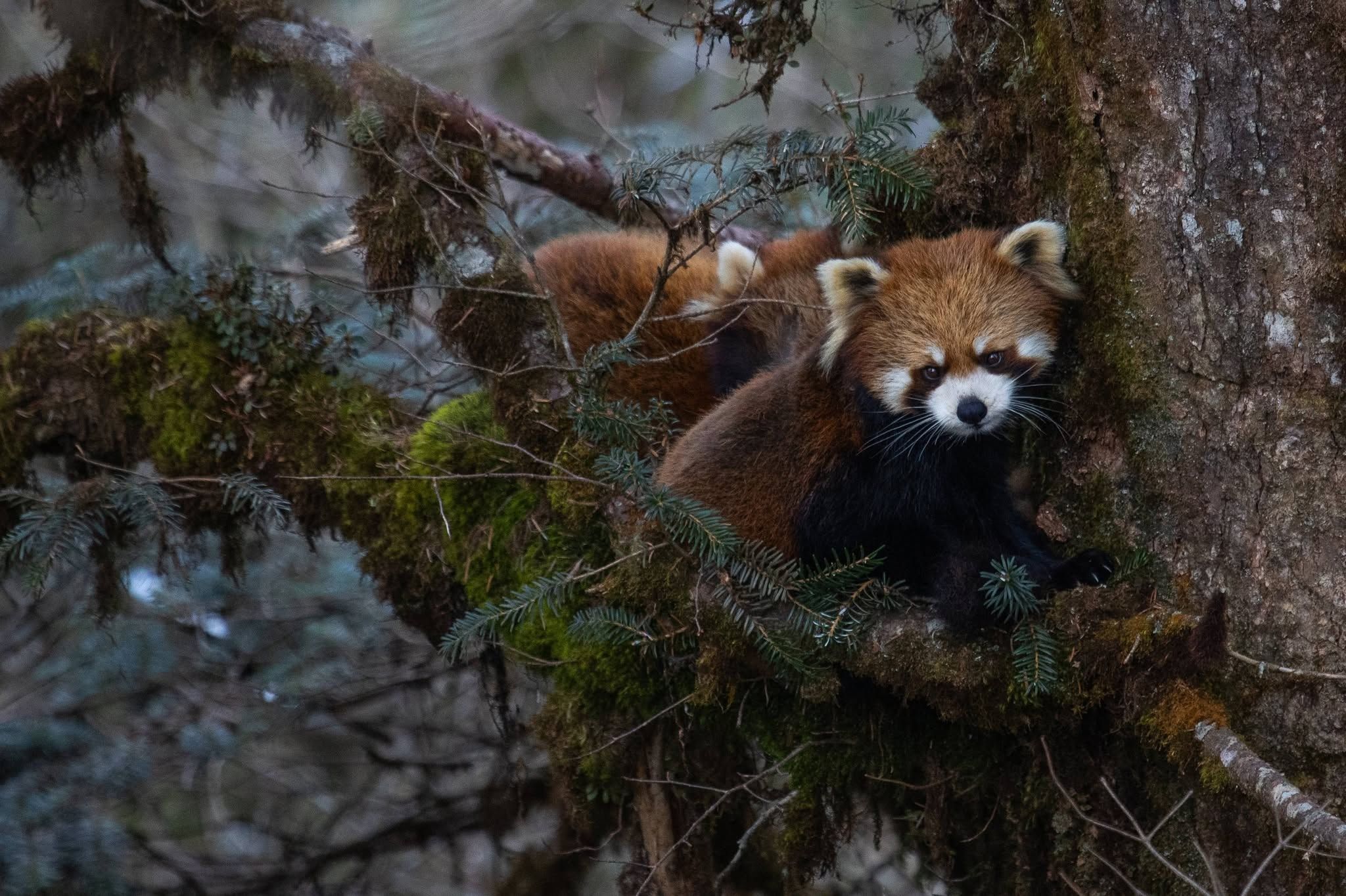 Sichuan mountain wildlife photography