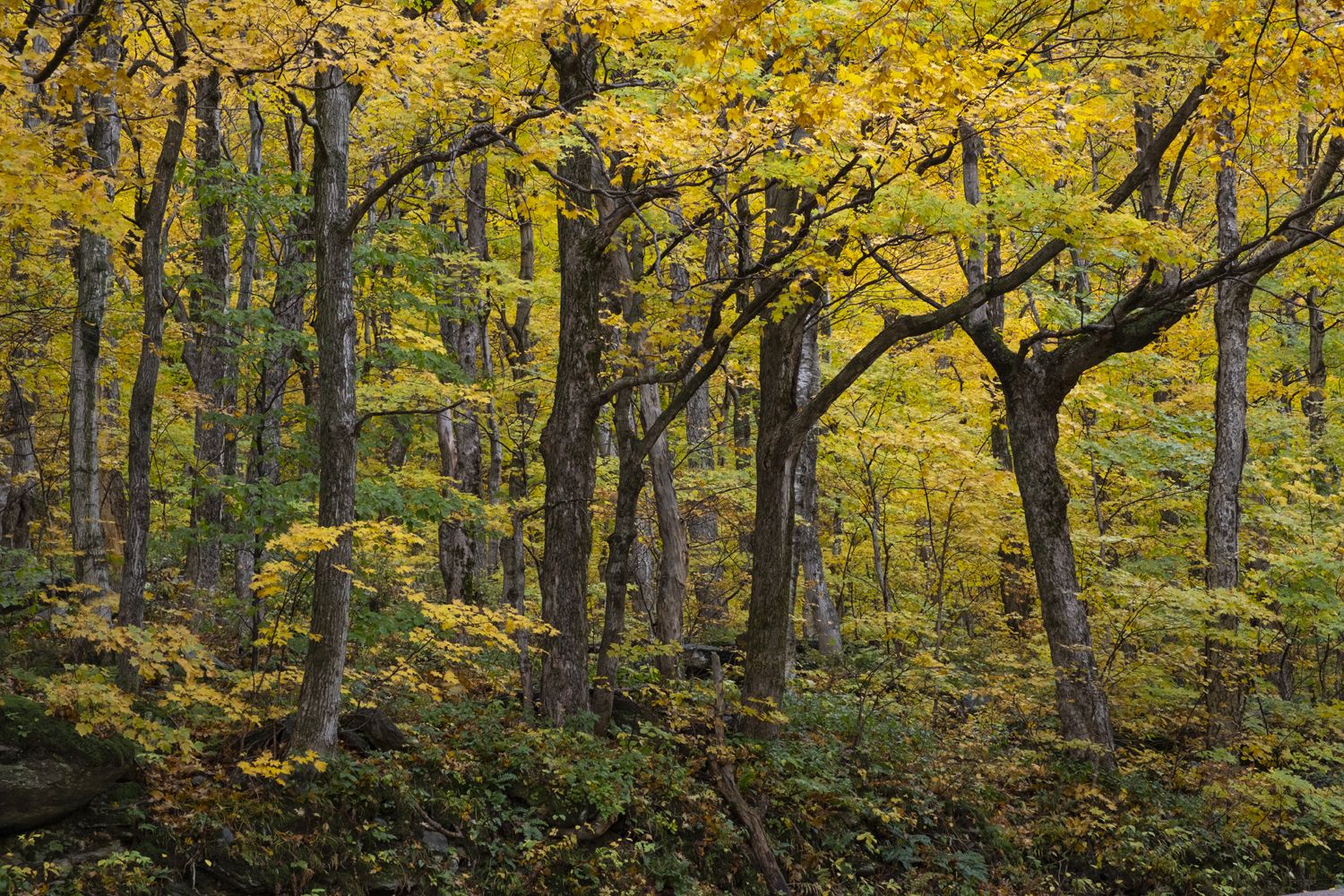 Trip Report: Vermont Fall Colors - October 2022