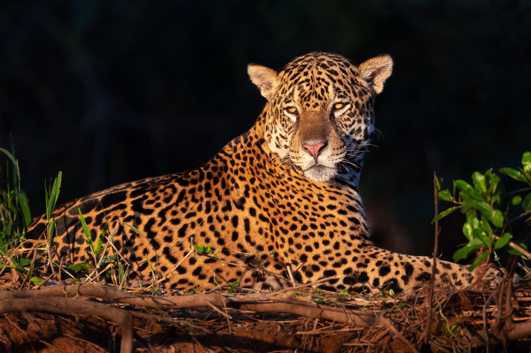 Watching wild jaguars in the Pantanal, Brazil