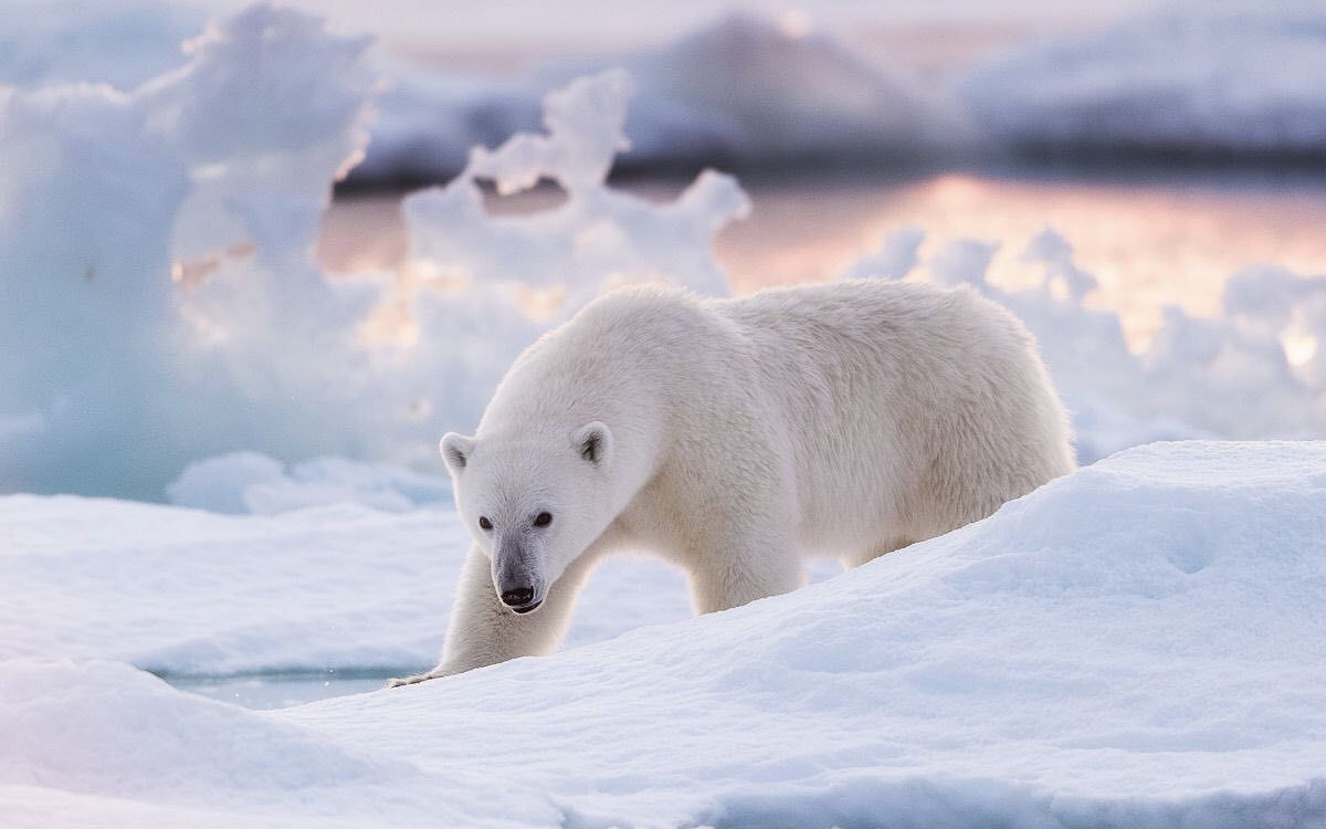 Svalbard: Ultimate Arctic Expedition Photo Workshop