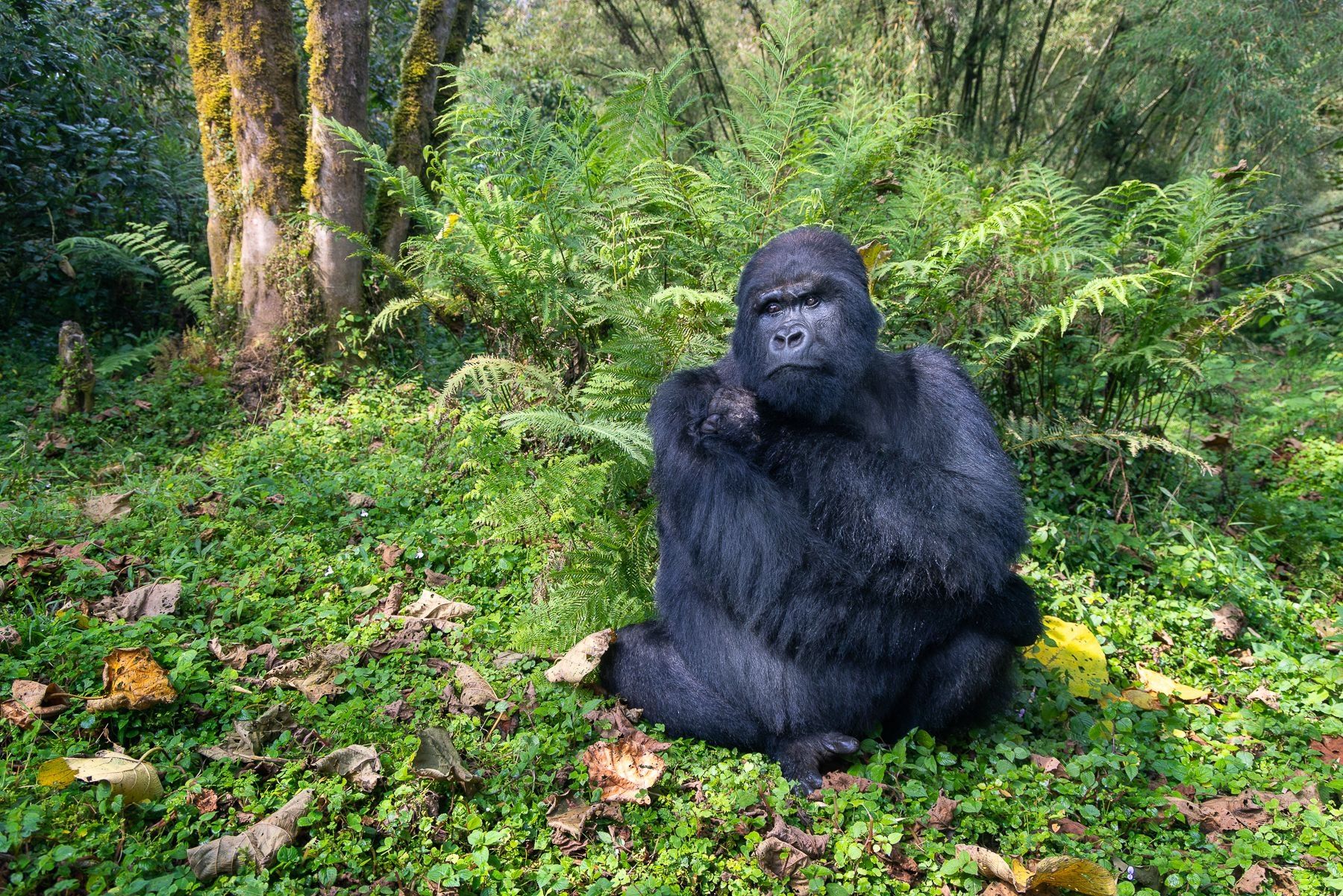 Photographing Primates: Capturing Memorable Images of Monkeys and Apes