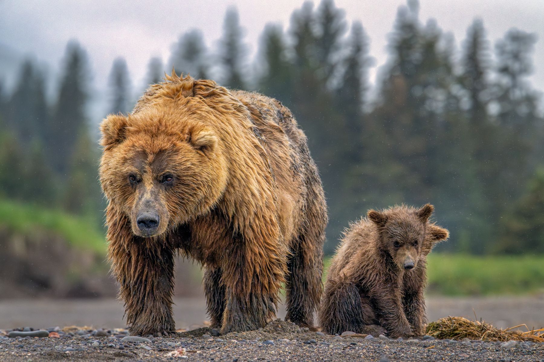 Eager to see or photograph a moose, eagle or otter? We have tips