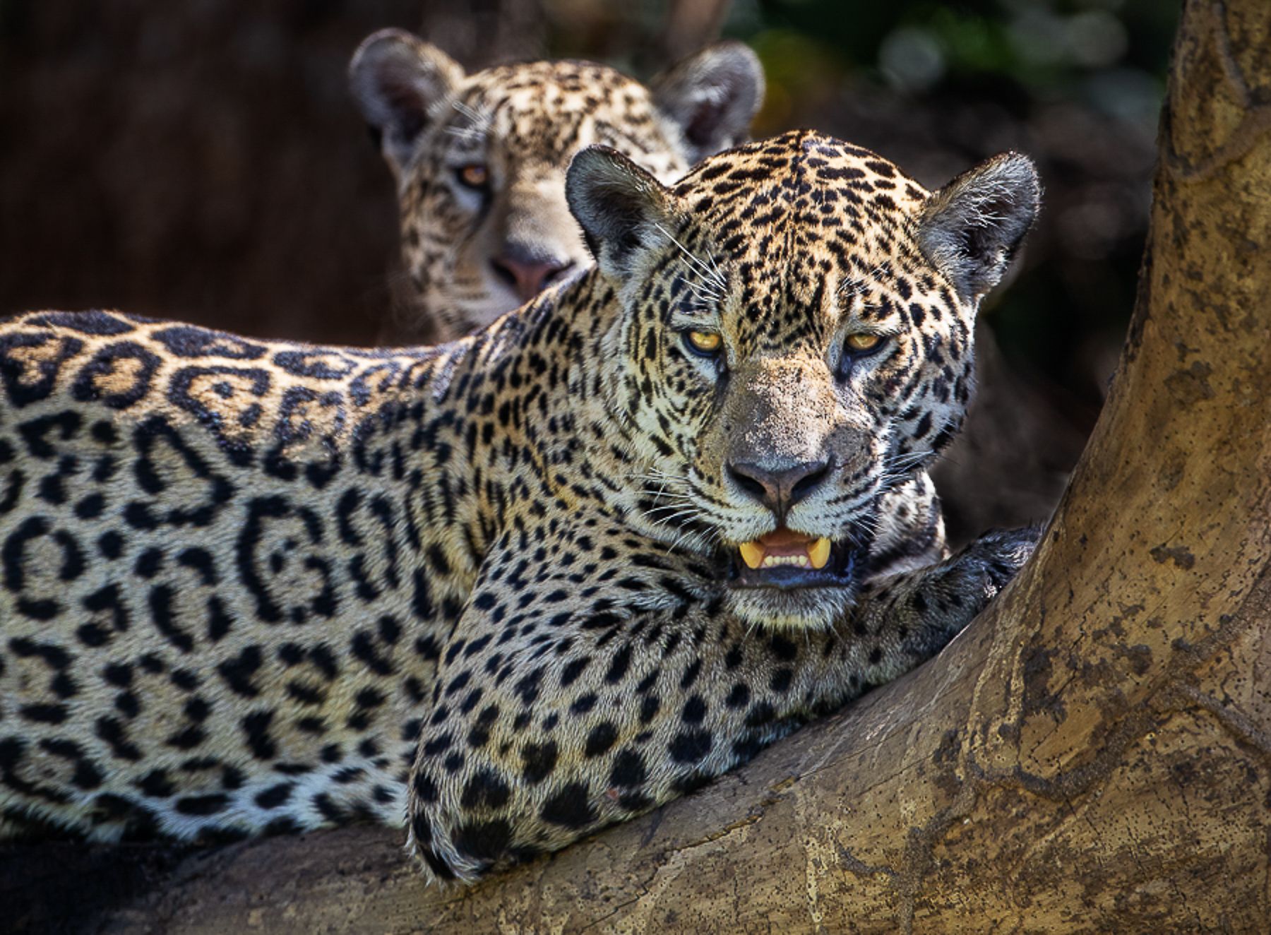 Five Tips to Spot Jaguars in the Wild in the Pantanal