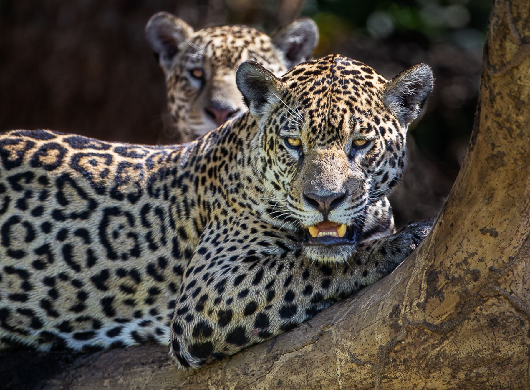 Jaguars of the Pantanal