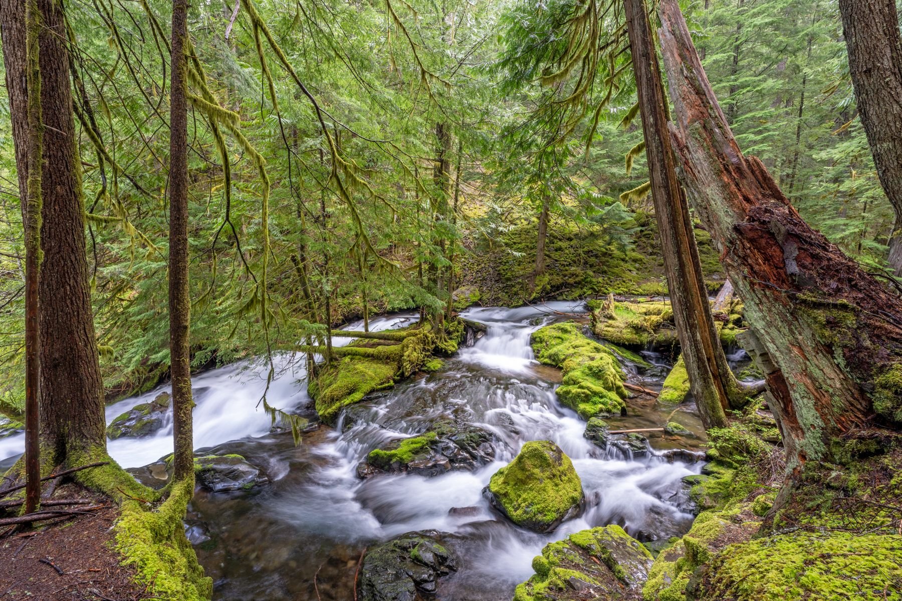 Trip Report: Columbia River Gorge: Waterfalls, Wildflowers, & Seascapes ...