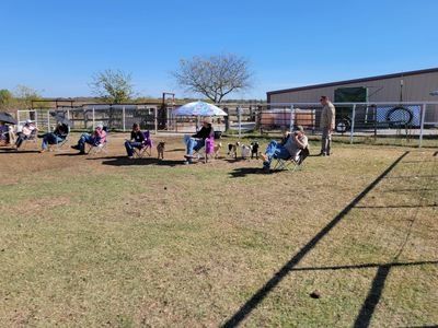 StockDog camps- 2 and 3 day Camps Prerequisites