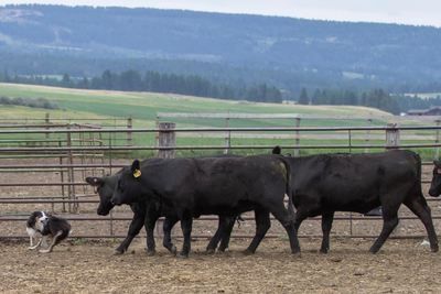 Ranger is a Copper x Harley son and my first home bred WTCH (Working Trial Champion). 