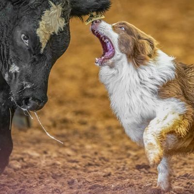 Copper is the 2022 ASCA Cattle Finals Champion!