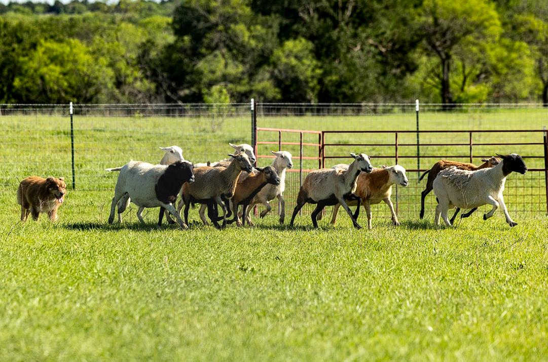 Ranger is a Copper x Harley son and my first home bred WTCH (Working Trial Champion). 