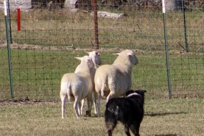 Wyatt is a very talented dog. He can read pressure situations on stock better than any other dog I know. 