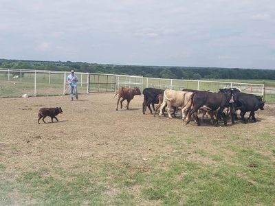 Stockdog/ Farm & Ranch Camps/ Clinics at Arcadia Ranch- Frost, TX