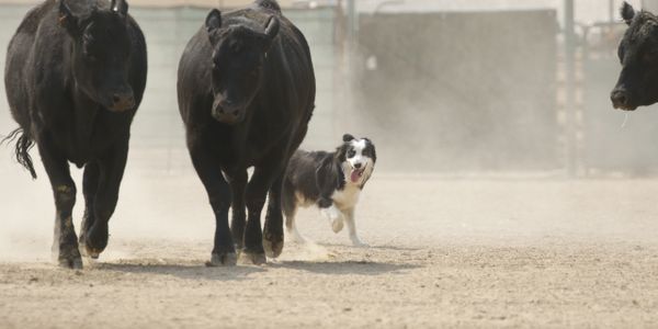 Harley is the strongest dog I have ever worked and I would put her up against any other dog in strength on cattle.