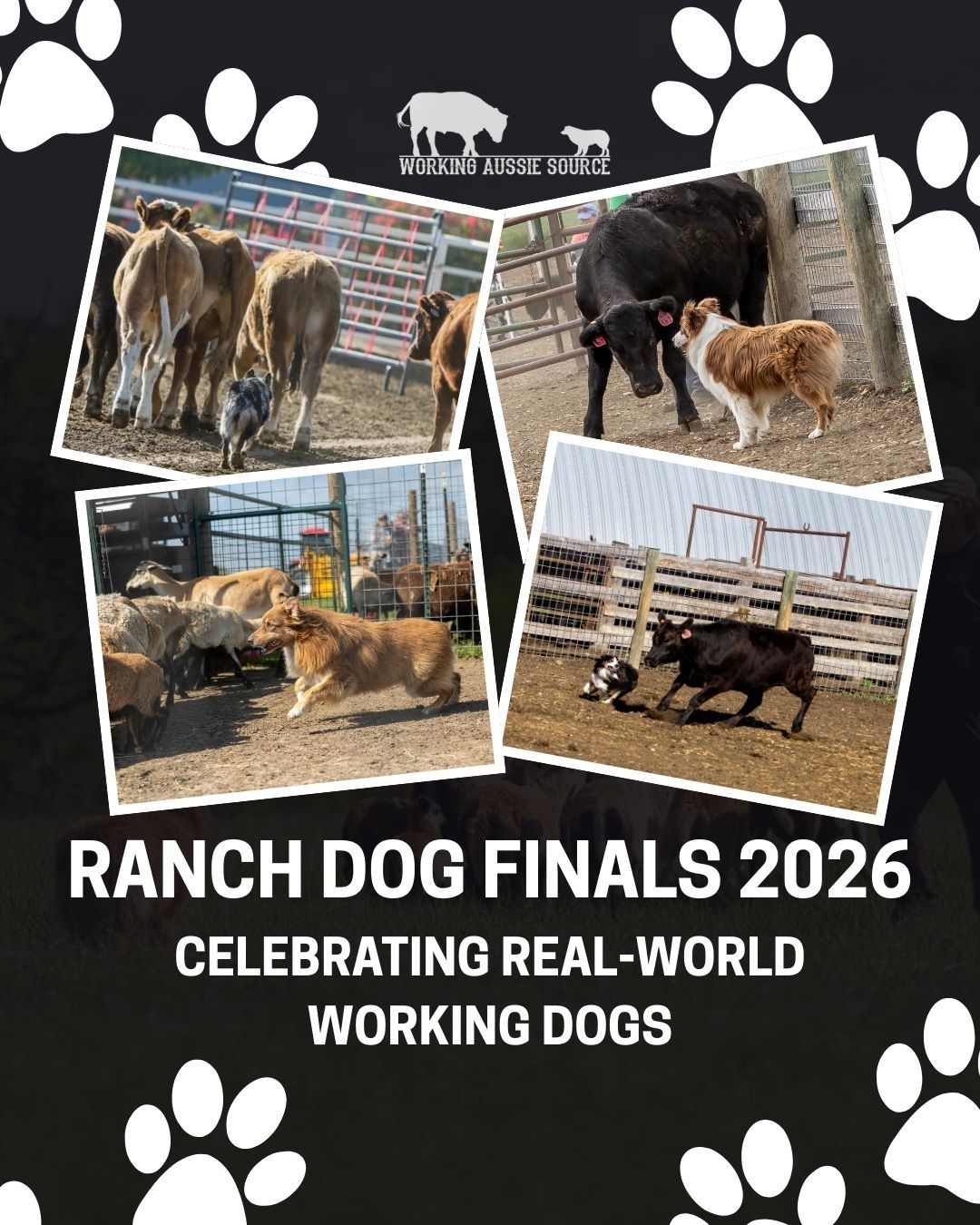 The Ranch Dog Finals: Celebrating Real-World Working Dogs