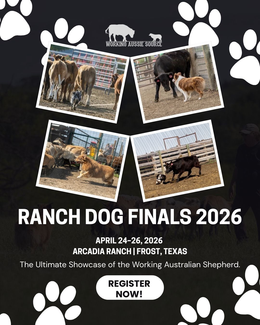 The Ranch Dog Finals: Celebrating Real-World Working Dogs