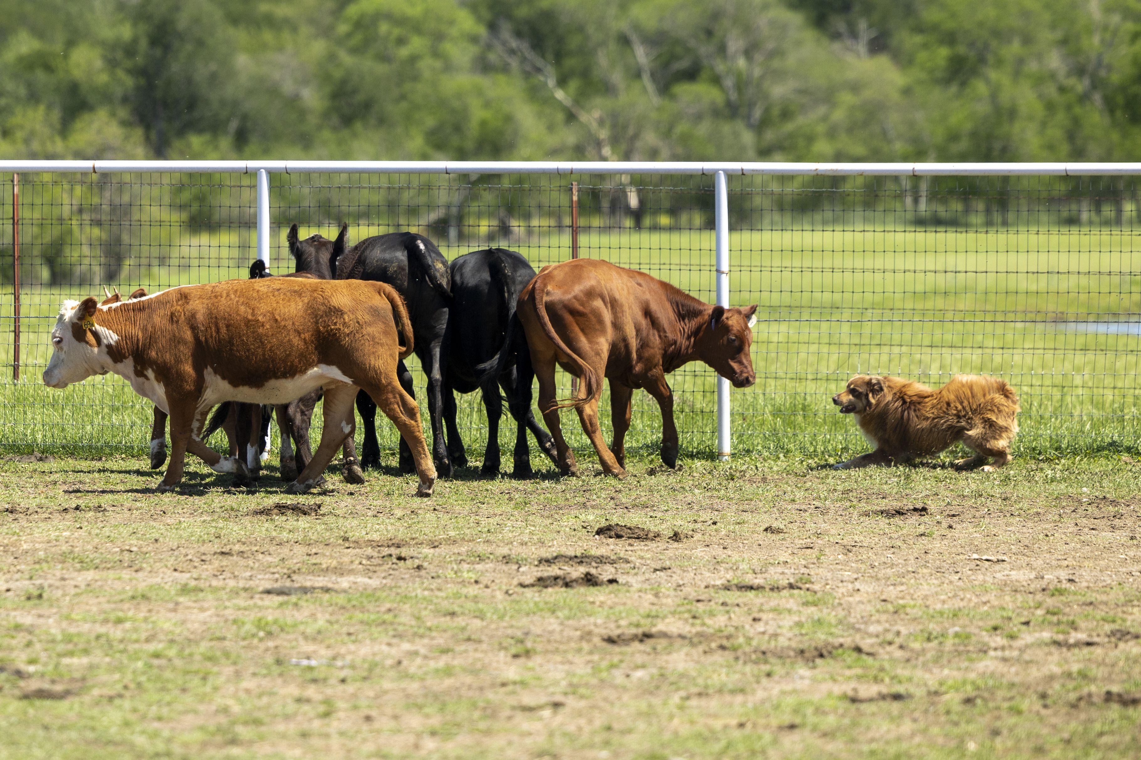 The Ranch Dog Finals: Celebrating Real-World Working Dogs
