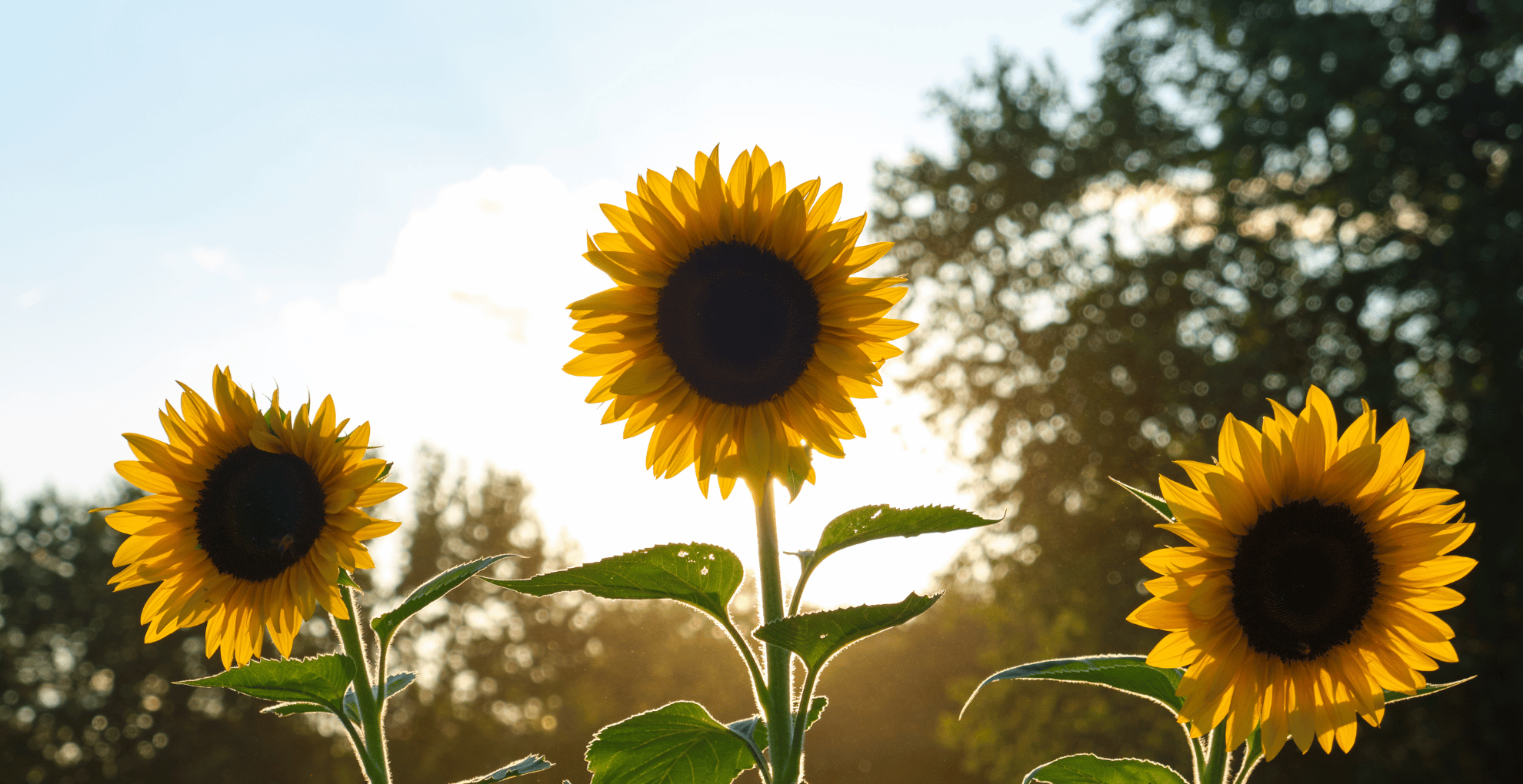 Poverty Causes Mental Health Problems