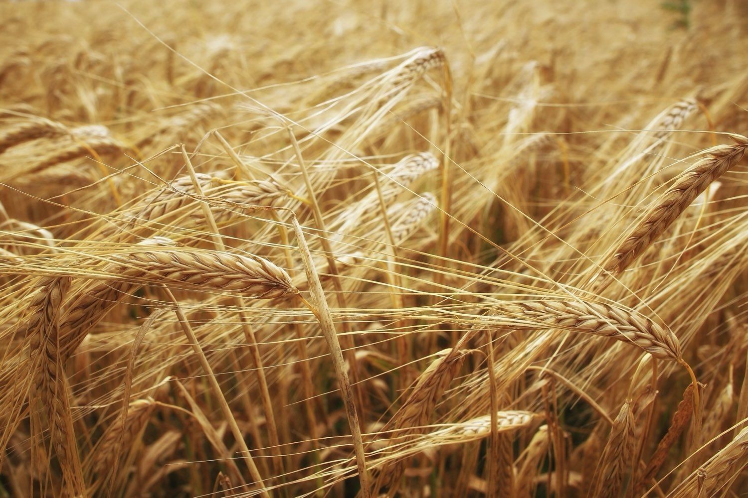 Close-up of barley grain
