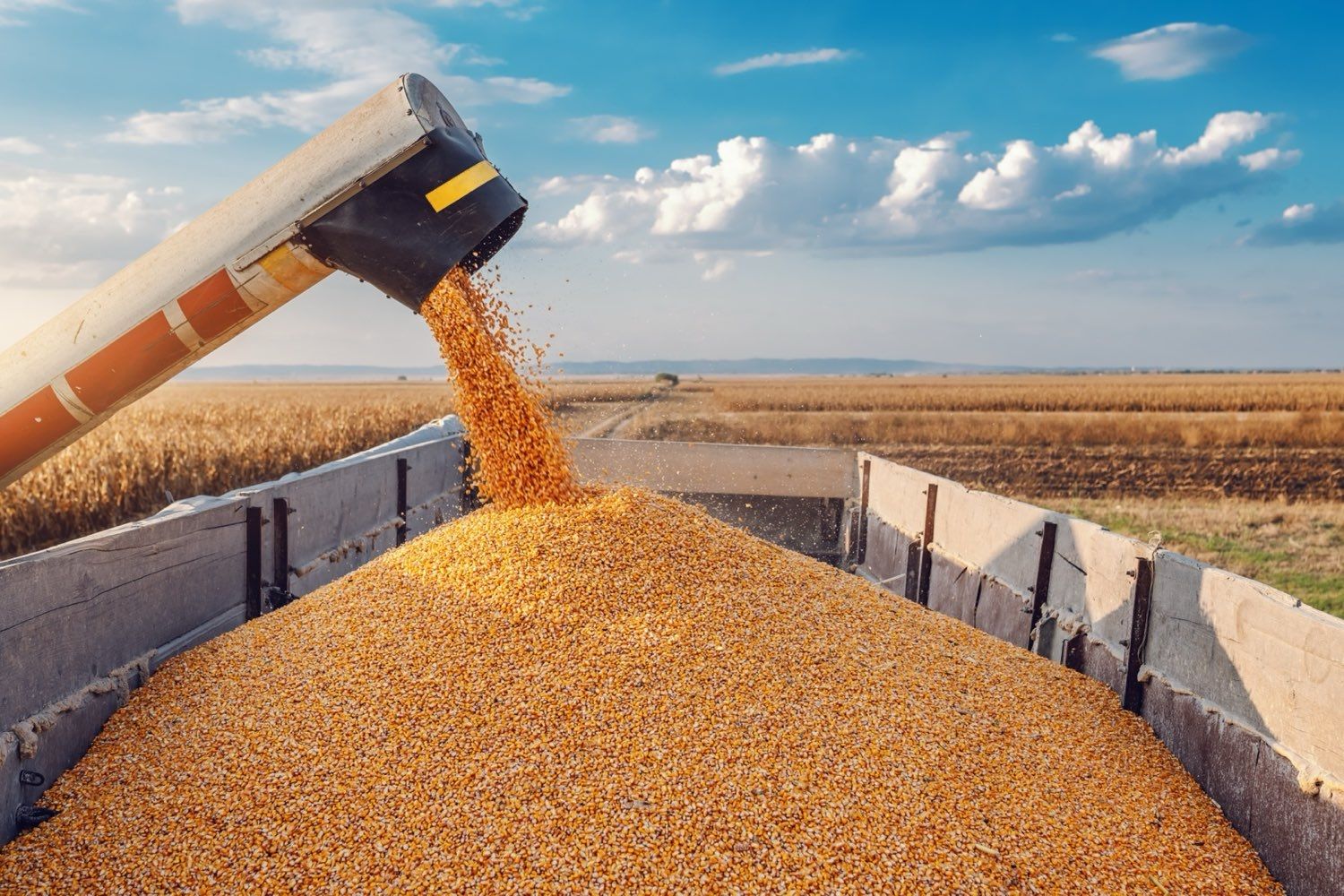 Corn moving through a grain cart