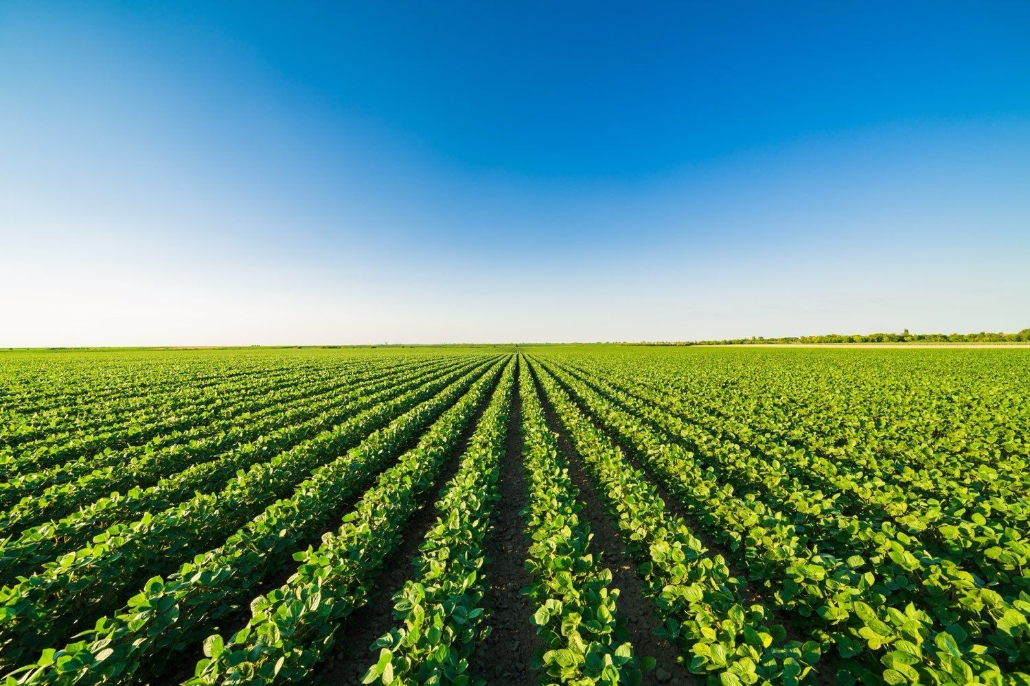 Rows of soybeans in the field