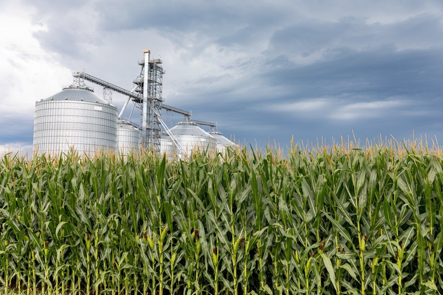 Tall grain silos at a commercial elevator against the sky