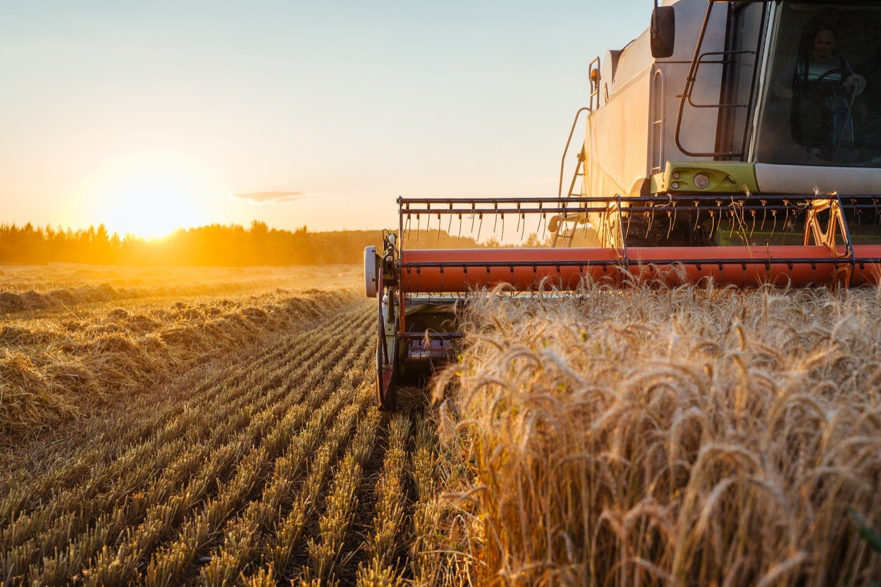 A combine harvesting grain at sunset